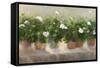 White Geraniums-Sheila Finch-Framed Stretched Canvas