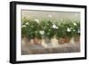 White Geraniums-Sheila Finch-Framed Art Print