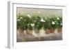 White Geraniums-Sheila Finch-Framed Art Print
