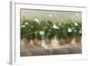 White Geraniums-Sheila Finch-Framed Art Print