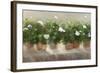 White Geraniums-Sheila Finch-Framed Art Print