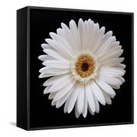 White Gerber Daisy-Jim Christensen-Framed Stretched Canvas