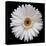 White Gerber Daisy-Jim Christensen-Stretched Canvas