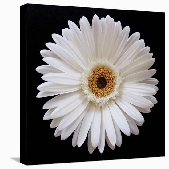 White Gerber Daisy-Jim Christensen-Stretched Canvas