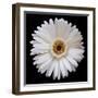 White Gerber Daisy-Jim Christensen-Framed Photographic Print