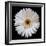 White Gerber Daisy-Jim Christensen-Framed Photographic Print