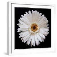 White Gerber Daisy-Jim Christensen-Framed Photographic Print