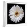 White Gerber Daisy-Jim Christensen-Framed Photographic Print