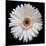 White Gerber Daisy-Jim Christensen-Mounted Photographic Print