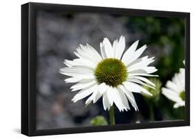 White Gerbera Daisies-null-Framed Poster