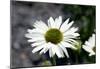 White Gerbera Daisies-null-Mounted Poster