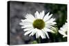White Gerbera Daisies-null-Stretched Canvas