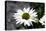 White Gerbera Daisies-null-Stretched Canvas
