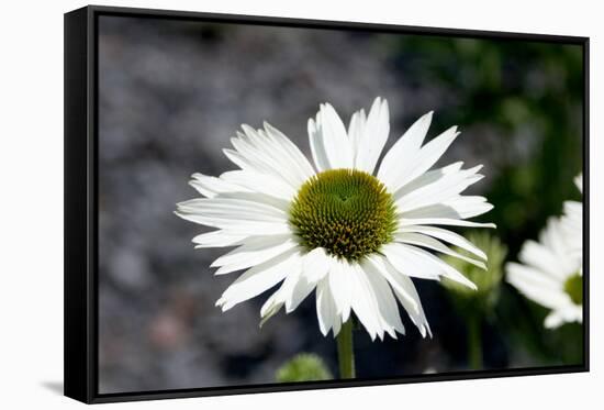 White Gerbera Daisies-null-Framed Stretched Canvas