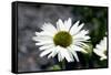 White Gerbera Daisies-null-Framed Stretched Canvas