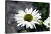 White Gerbera Daisies-null-Stretched Canvas