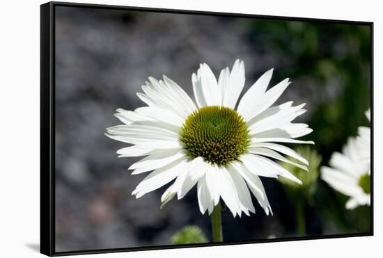 White Gerbera Daisies-null-Framed Stretched Canvas