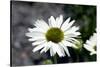 White Gerbera Daisies-null-Stretched Canvas