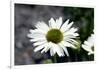 White Gerbera Daisies-null-Framed Photo