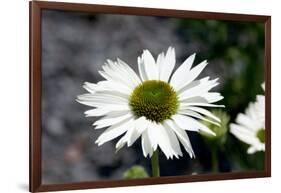 White Gerbera Daisies-null-Framed Photo