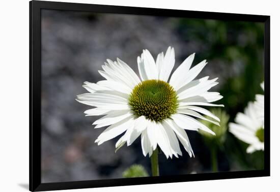 White Gerbera Daisies-null-Framed Photo