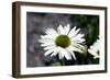 White Gerbera Daisies-null-Framed Photo