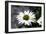 White Gerbera Daisies-null-Framed Photo