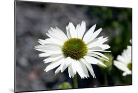 White Gerbera Daisies-null-Mounted Photo