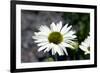 White Gerbera Daisies-null-Framed Photo