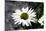 White Gerbera Daisies-null-Mounted Photo