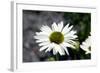 White Gerbera Daisies-null-Framed Photo