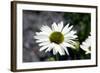 White Gerbera Daisies-null-Framed Photo