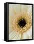 White Gerbera Daisy-Clive Nichols-Framed Stretched Canvas