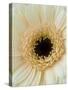 White Gerbera Daisy-Clive Nichols-Stretched Canvas