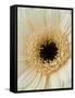 White Gerbera Daisy-Clive Nichols-Framed Stretched Canvas