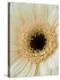 White Gerbera Daisy-Clive Nichols-Stretched Canvas