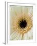 White Gerbera Daisy-Clive Nichols-Framed Photographic Print