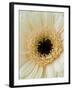 White Gerbera Daisy-Clive Nichols-Framed Photographic Print