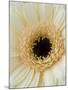 White Gerbera Daisy-Clive Nichols-Mounted Photographic Print