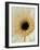 White Gerbera Daisy-Clive Nichols-Framed Photographic Print