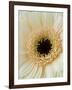 White Gerbera Daisy-Clive Nichols-Framed Photographic Print