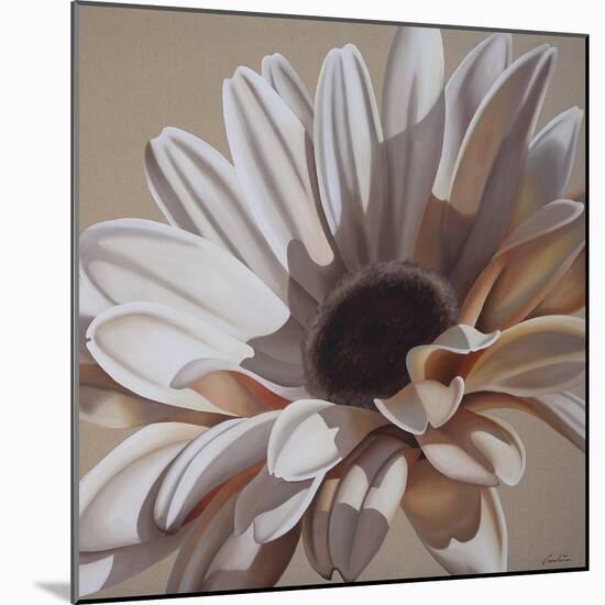 White Gerbera-Carolina Alotus-Mounted Giclee Print