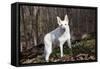 White German Shepherd Dog (Male)-Lynn M^ Stone-Framed Stretched Canvas