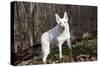 White German Shepherd Dog (Male)-Lynn M^ Stone-Stretched Canvas