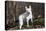 White German Shepherd Dog (Male)-Lynn M^ Stone-Stretched Canvas