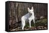 White German Shepherd Dog (Male)-Lynn M^ Stone-Framed Stretched Canvas