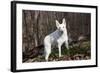 White German Shepherd Dog (Male)-Lynn M^ Stone-Framed Photographic Print