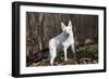 White German Shepherd Dog (Male)-Lynn M^ Stone-Framed Photographic Print