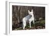 White German Shepherd Dog (Male)-Lynn M^ Stone-Framed Photographic Print