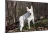 White German Shepherd Dog (Male)-Lynn M^ Stone-Mounted Photographic Print